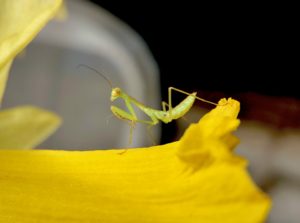 L2 nymphs of Shield Mantis (Rhombodera valida).