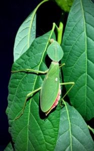 Female of Shield Mantis (Rhombodera valida).