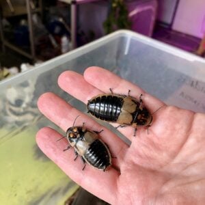 Adult pair of Glowspot Roaches (Lucihormetica subcincta)