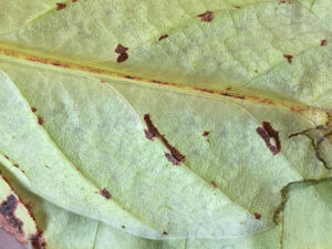 Wings of Giant Leaf Insect (Phyllium giganteum).