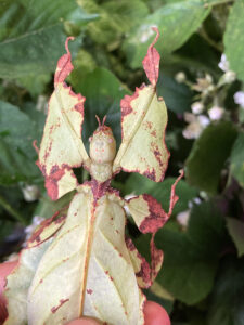 Female of Giant Leaf Insect (Phyllium giganteum).