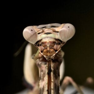 Female of Budwing Mantis (Parasphendale agrionina).