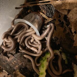 Young millipedes are enjoying jelly dinner.