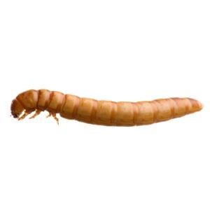 Mealworm (Tenebrio molitor).