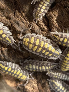 Porcellio haasi "High Yellow"