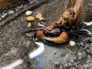 Male of Orange Arm Bornea Crab (Lepidothelphusa sp. Orange)