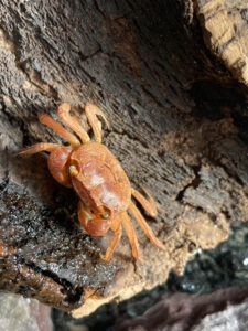 Female of Red Apple Crab (Metasesarma aubryi)