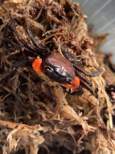 Female of Orange Arm Bornea Crab (Lepidothelphusa sp. Orange)