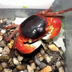 Red Apple Crab (Metasesarma aubryi) male