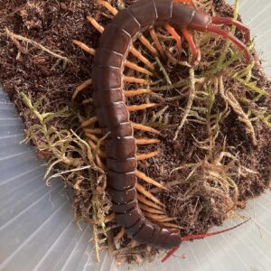 Giant Vietnamese Centipede (Scolopendra dehaani)