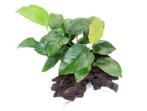 Anubias barteri