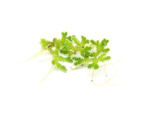 Azolla filiculoides