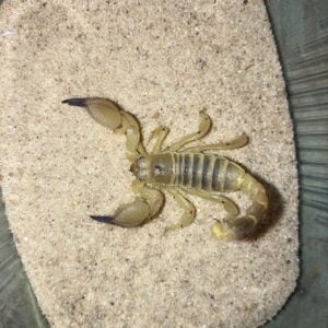 Large Clawed Scorpion (Scorpio maurus palmatus)