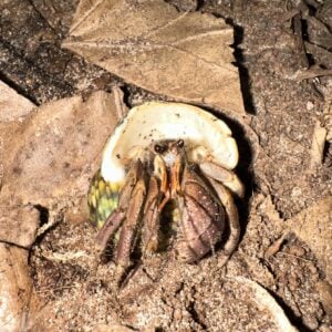 Young Hermit Crab (Coenobite brevimanus).