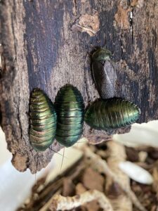 Emerald Roach (Pseudoglomeris magnifica)