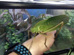 Adult female of Hooded Katydid (Siliquofera grandis)