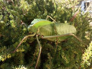 Adult female of Hooded Katydid (Siliquofera grandis)