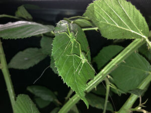 L1 nymphs of Hooded Katydid (Siliquofera grandis)