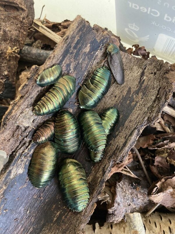 Emerald Roach (Pseudoglomeris magnifica)