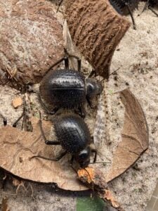 Urchin Beetle (Prionotheca coronata)
