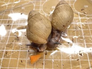 Dwarf African Snail (Archachatina papyracea)