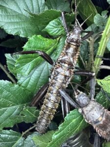Eurycantha horrida "Popondetta"