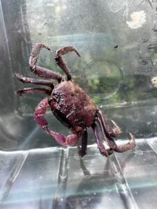Female of Geosesarma sp. tricolor