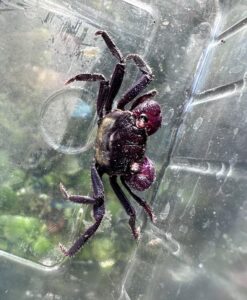 Male of Geosesarma sp. tricolor