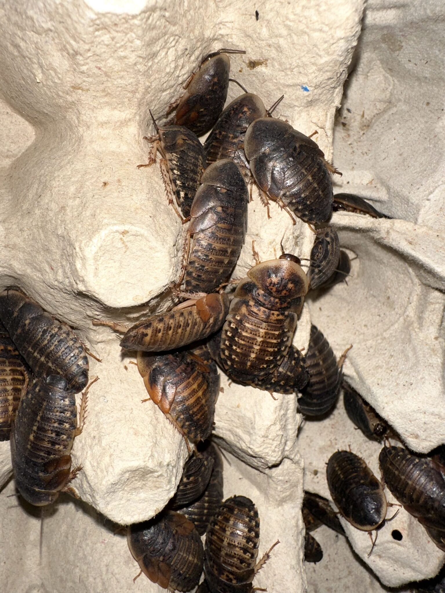 Dubia Roach (Blaptica dubia) – 2-3 cm (Large) – Small Exotic Farm