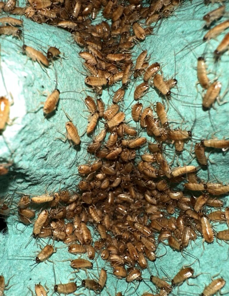 Red Runner (Periplaneta lateralis) – 3-5 mm (Micro) – Small Exotic Farm