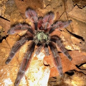 Caribena versicolor