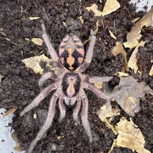 Adult female of Pumpkin Patch (Hapalopus sp. Colombia small)