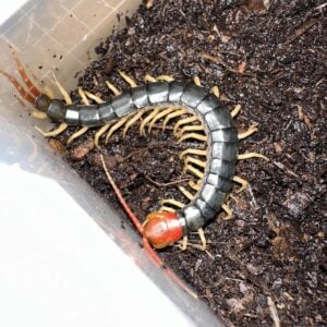Scolopendra multilans