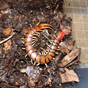 Scolopendra sp Blood Red