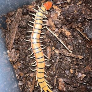 Scolopendra sp Red Flash