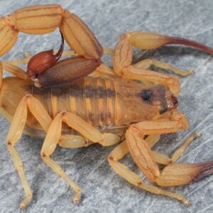 Tityus stigmurus
