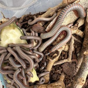 Atopochetus spinimargo