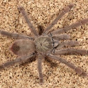 Caribena laeta