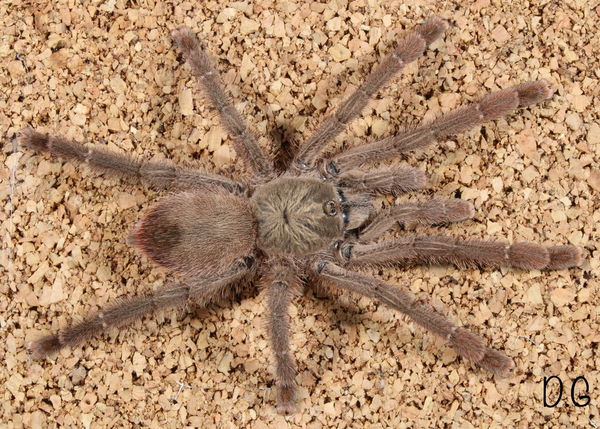 Caribena laeta