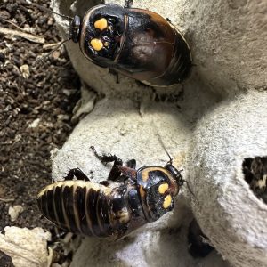 Warty Glowspot Roach