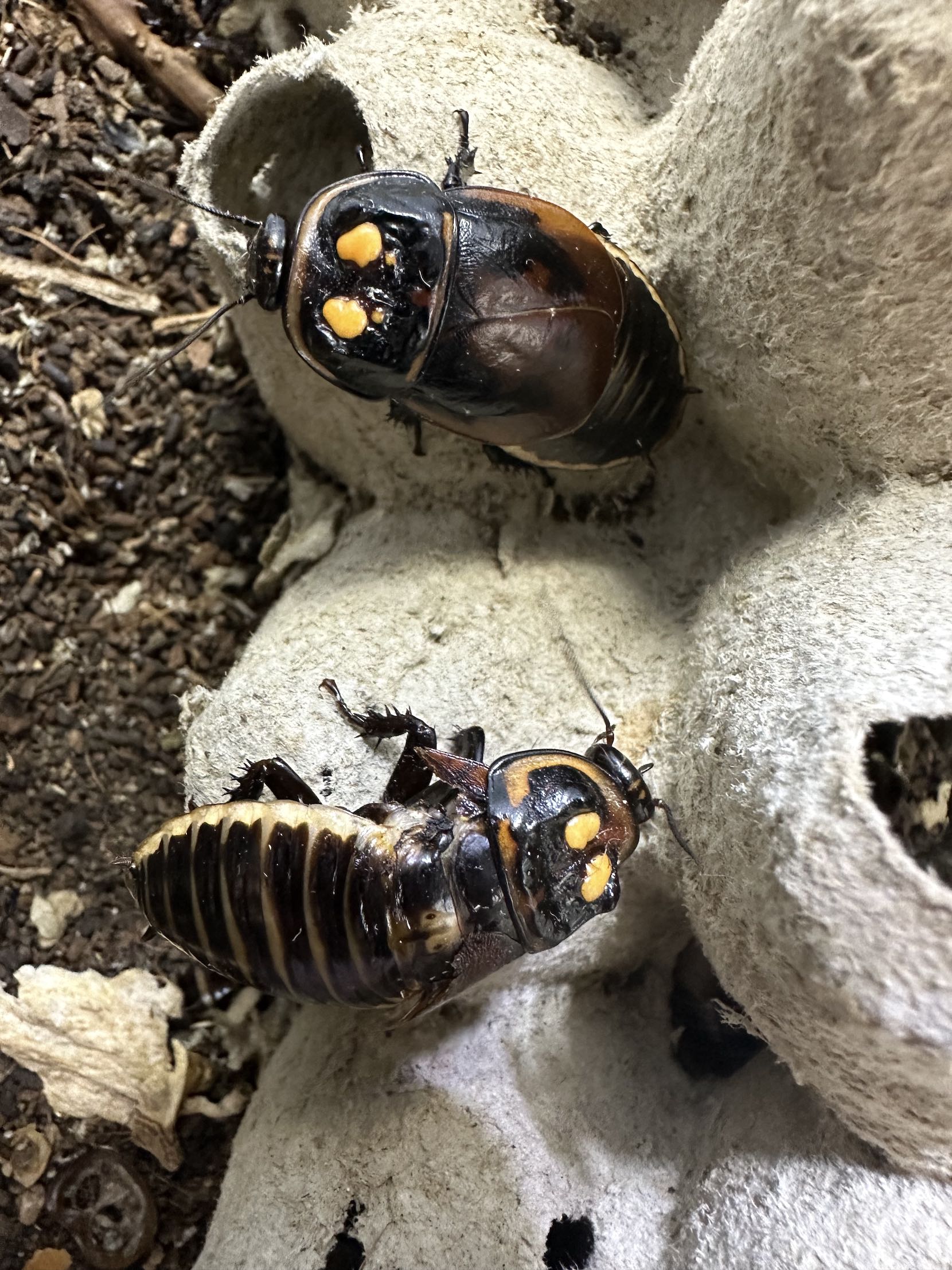 Warty Glowspot Roach