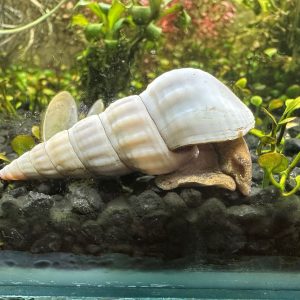 Brotia herculea