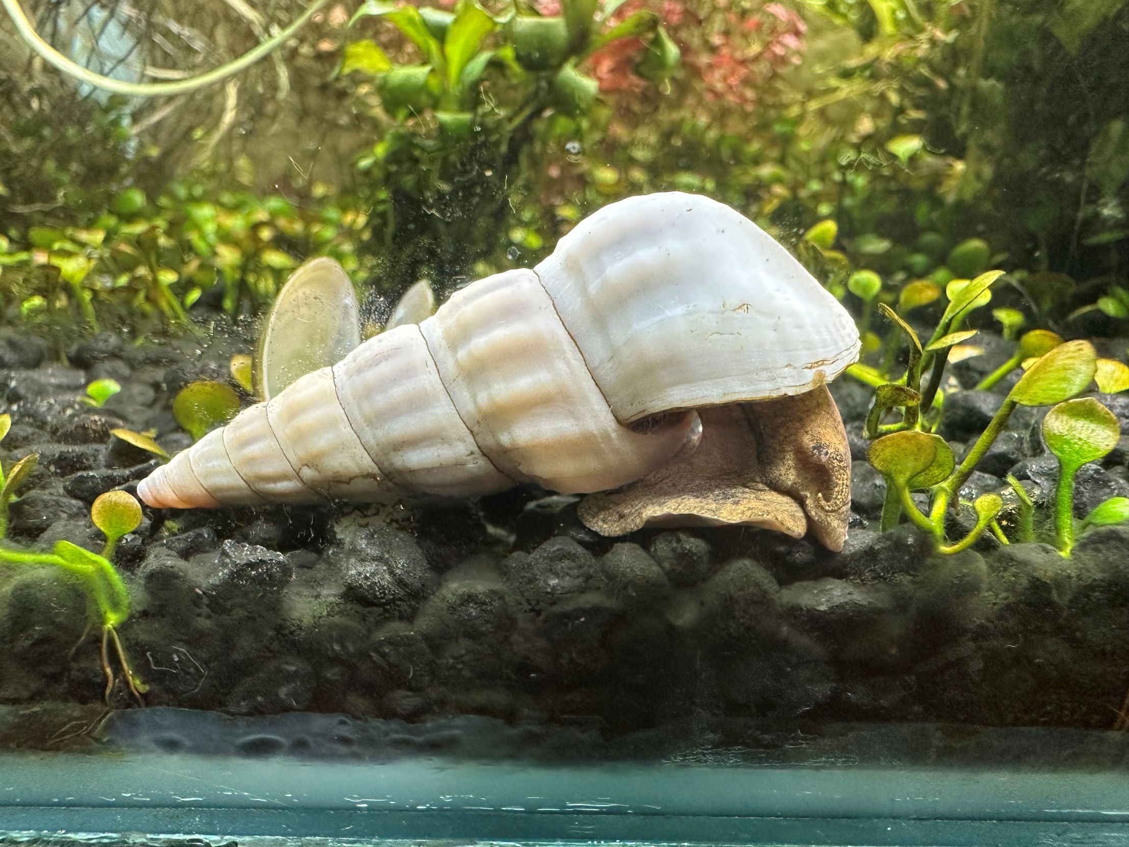 Brotia herculea