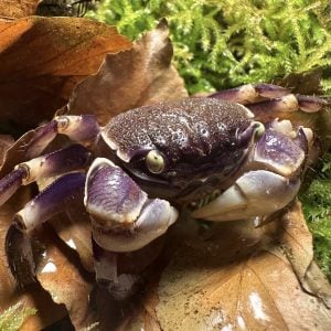 Neosarmatium rotundifrons