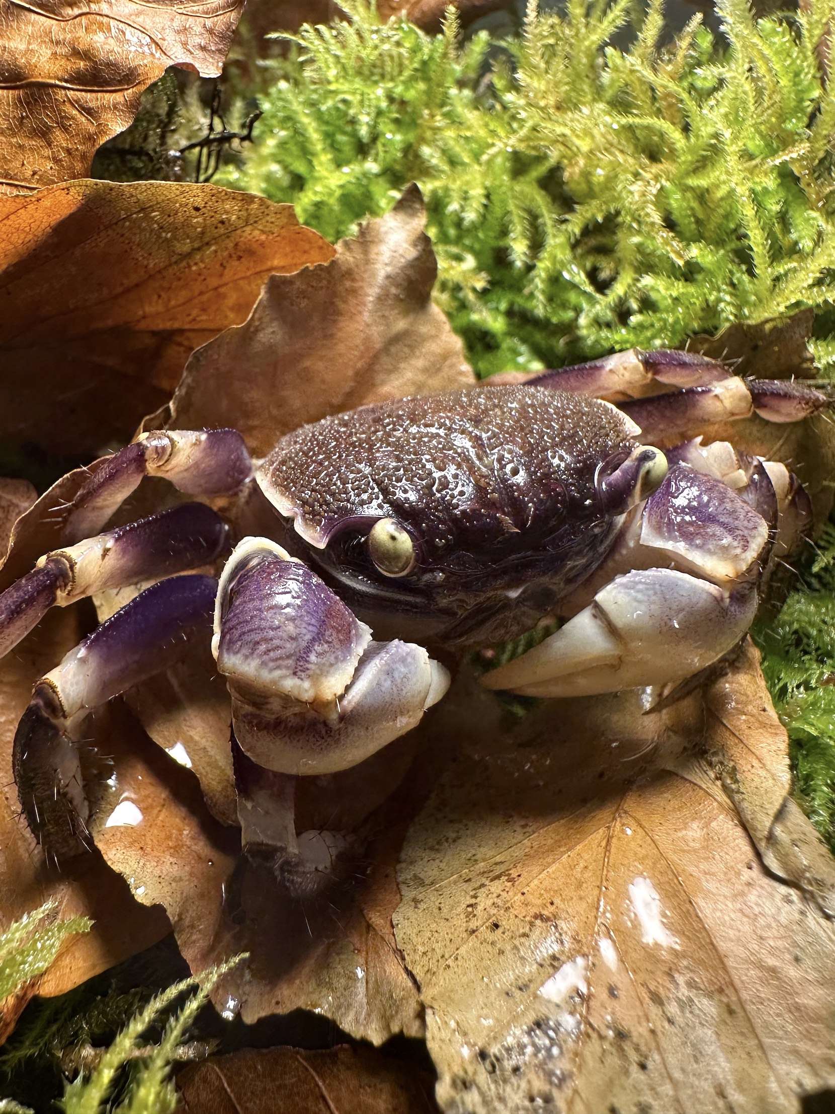 Neosarmatium rotundifrons