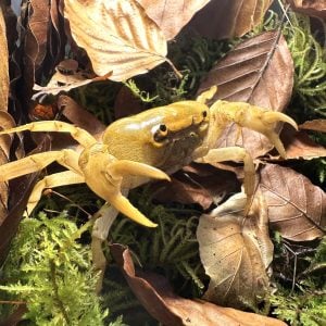 Terrathelphusa sp