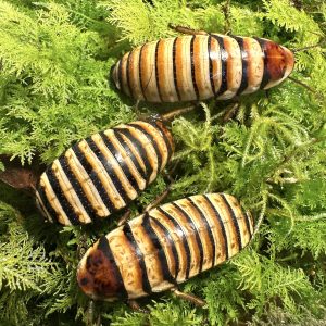 Elliptorhina javanica