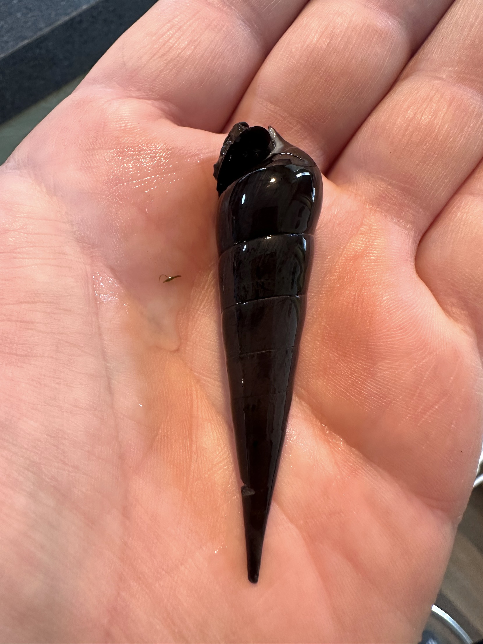 Black Devil Snail (Faunus ater)